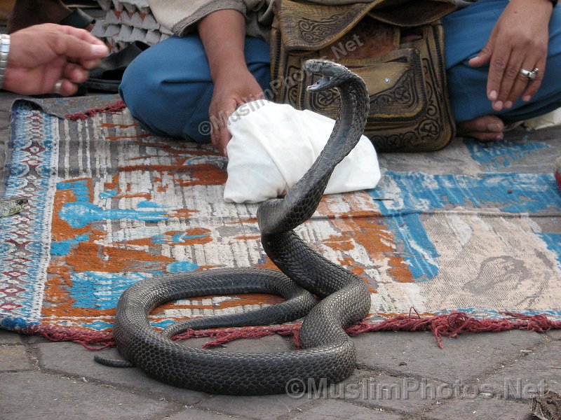 Cobra snake on Jama el Fna